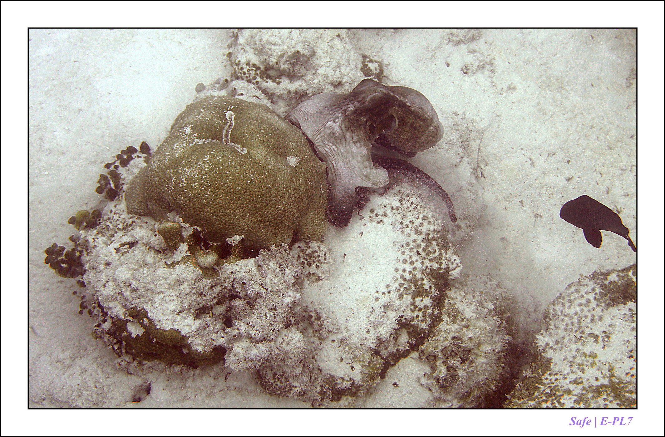 2022 - 07 - snorkeling Maldives - 011